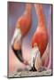 Caribbean Flamingo tending to newborn chick, Yucatan Peninsula, Mexico-Claudio Contreras-Mounted Photographic Print