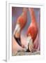 Caribbean Flamingo tending to newborn chick, Yucatan Peninsula, Mexico-Claudio Contreras-Framed Photographic Print