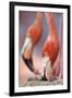 Caribbean Flamingo tending to newborn chick, Yucatan Peninsula, Mexico-Claudio Contreras-Framed Photographic Print