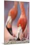 Caribbean Flamingo tending to newborn chick, Yucatan Peninsula, Mexico-Claudio Contreras-Mounted Photographic Print