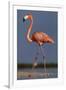 Caribbean flamingo walking, Yucatan Peninsula, Mexico-Claudio Contreras-Framed Photographic Print