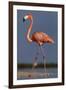 Caribbean flamingo walking, Yucatan Peninsula, Mexico-Claudio Contreras-Framed Photographic Print