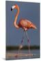 Caribbean flamingo walking, Yucatan Peninsula, Mexico-Claudio Contreras-Mounted Photographic Print