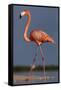 Caribbean flamingo walking, Yucatan Peninsula, Mexico-Claudio Contreras-Framed Stretched Canvas