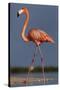 Caribbean flamingo walking, Yucatan Peninsula, Mexico-Claudio Contreras-Stretched Canvas