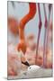 Caribbean flamingo watching chick hatching, Yucatan, Mexico-Claudio Contreras-Mounted Photographic Print