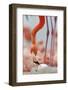 Caribbean flamingo watching chick hatching, Yucatan, Mexico-Claudio Contreras-Framed Photographic Print