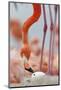 Caribbean flamingo watching chick hatching, Yucatan, Mexico-Claudio Contreras-Mounted Photographic Print