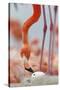 Caribbean flamingo watching chick hatching, Yucatan, Mexico-Claudio Contreras-Stretched Canvas