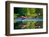 Caribbean Flamingos Flying over Water with Reflection. Cuba. an Excellent Illustration.-GUDKOV ANDREY-Framed Photographic Print