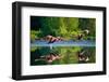 Caribbean Flamingos Flying over Water with Reflection. Cuba. an Excellent Illustration.-GUDKOV ANDREY-Framed Photographic Print