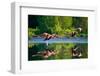 Caribbean Flamingos Flying over Water with Reflection. Cuba. an Excellent Illustration.-GUDKOV ANDREY-Framed Photographic Print