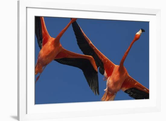 Caribbean flamingos flying, Yucatan Peninsula, Mexico-Claudio Contreras-Framed Photographic Print