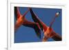 Caribbean flamingos flying, Yucatan Peninsula, Mexico-Claudio Contreras-Framed Photographic Print