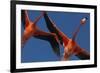 Caribbean flamingos flying, Yucatan Peninsula, Mexico-Claudio Contreras-Framed Photographic Print