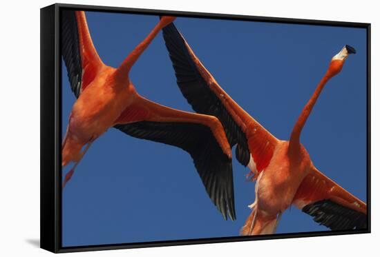 Caribbean flamingos flying, Yucatan Peninsula, Mexico-Claudio Contreras-Framed Stretched Canvas