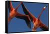 Caribbean flamingos flying, Yucatan Peninsula, Mexico-Claudio Contreras-Framed Stretched Canvas