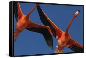 Caribbean flamingos flying, Yucatan Peninsula, Mexico-Claudio Contreras-Framed Stretched Canvas