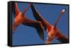 Caribbean flamingos flying, Yucatan Peninsula, Mexico-Claudio Contreras-Framed Stretched Canvas