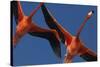 Caribbean flamingos flying, Yucatan Peninsula, Mexico-Claudio Contreras-Stretched Canvas