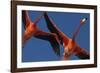 Caribbean flamingos flying, Yucatan Peninsula, Mexico-Claudio Contreras-Framed Photographic Print