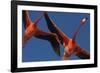 Caribbean flamingos flying, Yucatan Peninsula, Mexico-Claudio Contreras-Framed Photographic Print