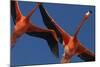 Caribbean flamingos flying, Yucatan Peninsula, Mexico-Claudio Contreras-Mounted Photographic Print