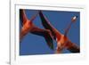 Caribbean flamingos flying, Yucatan Peninsula, Mexico-Claudio Contreras-Framed Premium Photographic Print