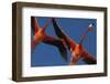 Caribbean flamingos flying, Yucatan Peninsula, Mexico-Claudio Contreras-Framed Photographic Print