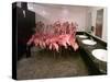 Caribbean Flamingos from Miami's Metrozoo Crowd into the Men's Bathroom-null-Stretched Canvas