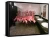 Caribbean Flamingos from Miami's Metrozoo Crowd into the Men's Bathroom-null-Framed Stretched Canvas