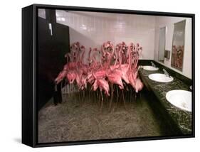 Caribbean Flamingos from Miami's Metrozoo Crowd into the Men's Bathroom-null-Framed Stretched Canvas