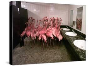 Caribbean Flamingos from Miami's Metrozoo Crowd into the Men's Bathroom-null-Stretched Canvas