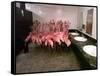 Caribbean Flamingos from Miami's Metrozoo Crowd into the Men's Bathroom-null-Framed Stretched Canvas