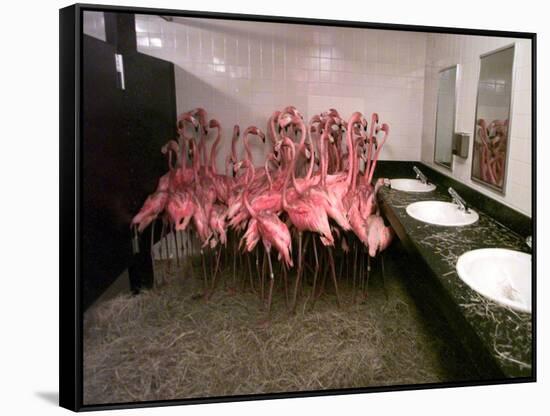Caribbean Flamingos from Miami's Metrozoo Crowd into the Men's Bathroom-null-Framed Stretched Canvas
