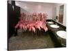 Caribbean Flamingos from Miami's Metrozoo Crowd into the Men's Bathroom-null-Stretched Canvas