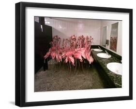 Caribbean Flamingos from Miami's Metrozoo Crowd into the Men's Bathroom-null-Framed Premium Photographic Print