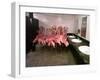 Caribbean Flamingos from Miami's Metrozoo Crowd into the Men's Bathroom-null-Framed Premium Photographic Print