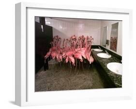 Caribbean Flamingos from Miami's Metrozoo Crowd into the Men's Bathroom-null-Framed Premium Photographic Print