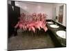 Caribbean Flamingos from Miami's Metrozoo Crowd into the Men's Bathroom-null-Mounted Premium Photographic Print