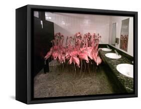 Caribbean Flamingos from Miami's Metrozoo Crowd into the Men's Bathroom-null-Framed Stretched Canvas