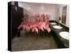 Caribbean Flamingos from Miami's Metrozoo Crowd into the Men's Bathroom-null-Stretched Canvas