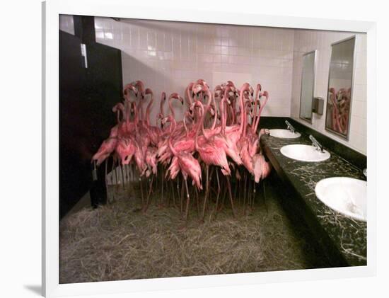 Caribbean Flamingos from Miami's Metrozoo Crowd into the Men's Bathroom-null-Framed Photographic Print