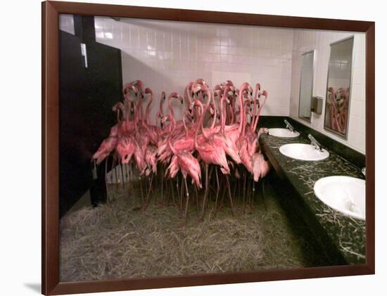 Caribbean Flamingos from Miami's Metrozoo Crowd into the Men's Bathroom-null-Framed Photographic Print