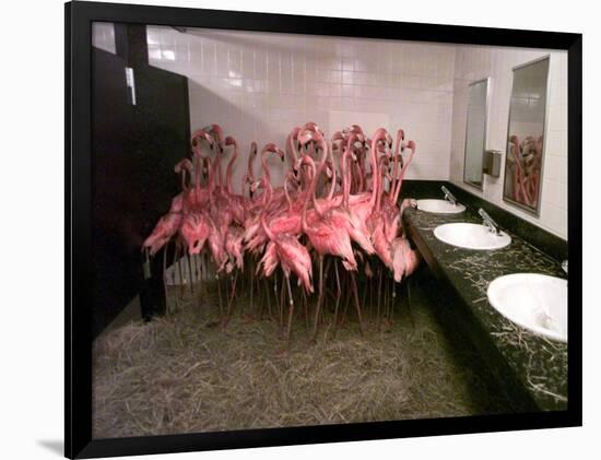 Caribbean Flamingos from Miami's Metrozoo Crowd into the Men's Bathroom-null-Framed Photographic Print