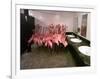 Caribbean Flamingos from Miami's Metrozoo Crowd into the Men's Bathroom-null-Framed Photographic Print