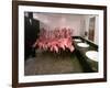 Caribbean Flamingos from Miami's Metrozoo Crowd into the Men's Bathroom-null-Framed Photographic Print