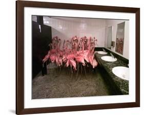 Caribbean Flamingos from Miami's Metrozoo Crowd into the Men's Bathroom-null-Framed Photographic Print