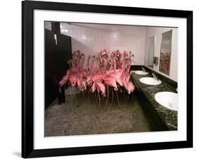 Caribbean Flamingos from Miami's Metrozoo Crowd into the Men's Bathroom-null-Framed Photographic Print