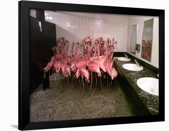 Caribbean Flamingos from Miami's Metrozoo Crowd into the Men's Bathroom-null-Framed Photographic Print